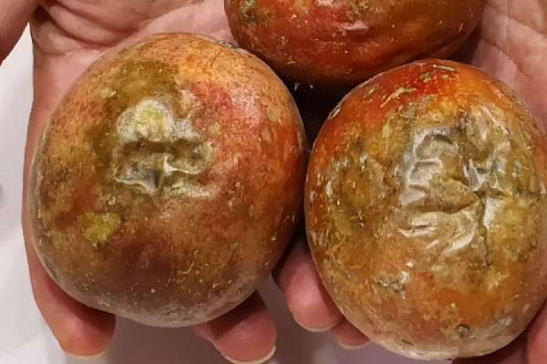 百香果皱果是怎么回事