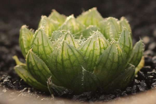 樱水晶和玉露的区别