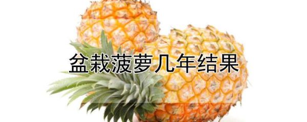 盆栽菠萝几年结果