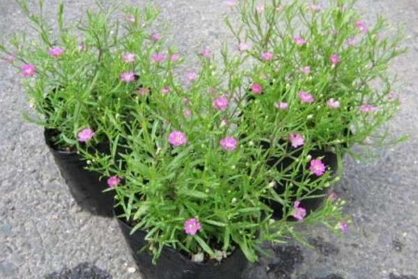 满天星小苗是什么样子