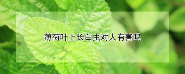 薄荷叶上长白虫对人有害吗
