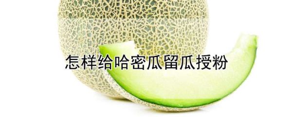 怎样给哈密瓜留瓜授粉