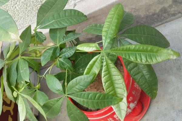 五片叶子的植物