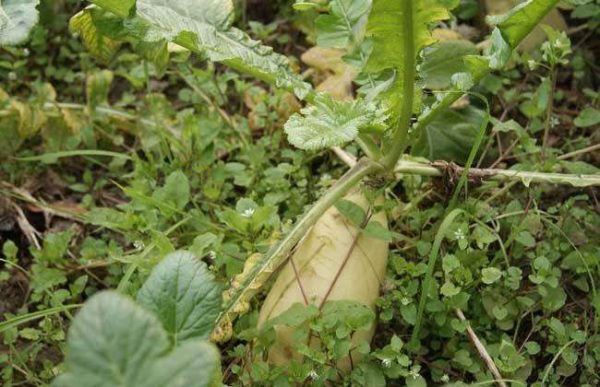 萝卜叶子发黄干枯怎么办？