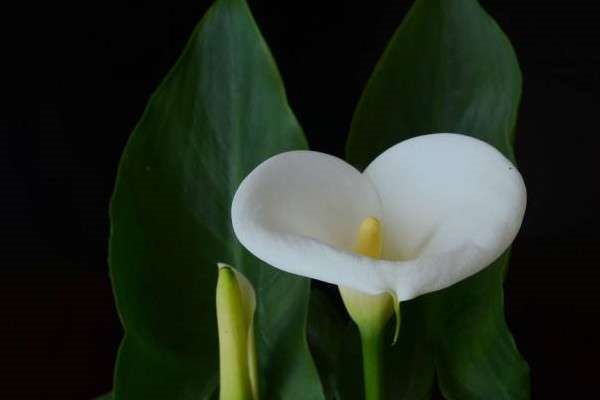 马蹄莲有毒吗？