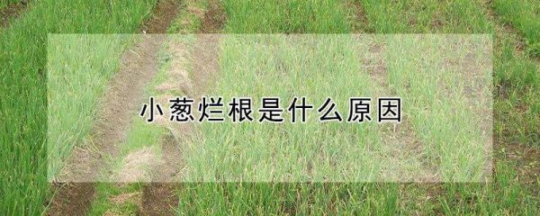 小葱烂根是什么原因