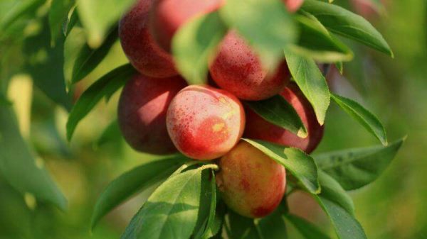 李子的营养价值