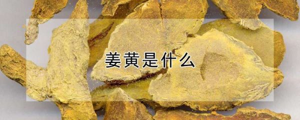 姜黄是什么