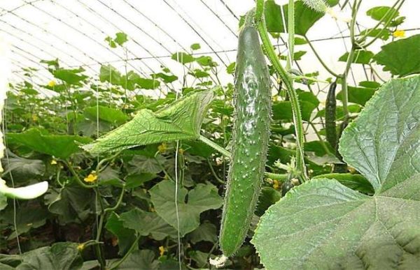黄瓜的越冬管理多久？