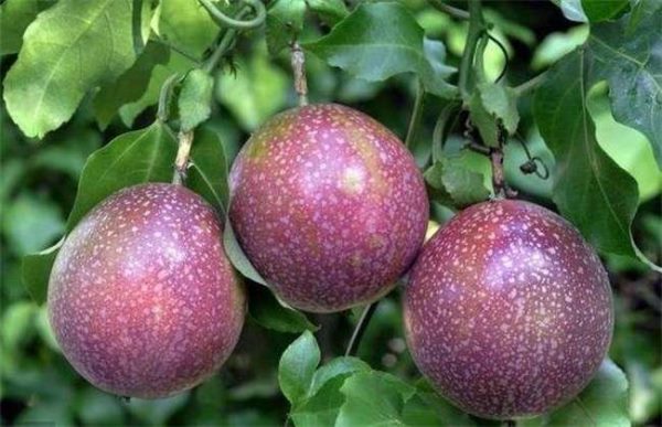 一亩百香果能赚多少钱