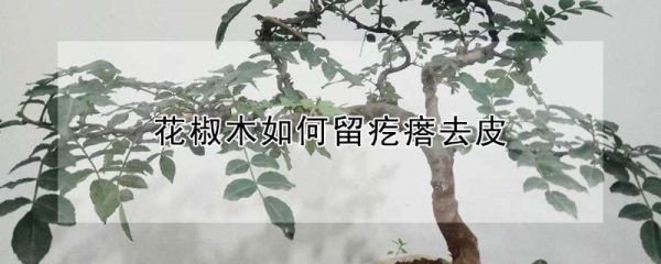 花椒木如何留疙瘩去皮