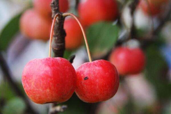 冬红果夏季如何摘心