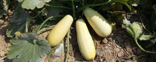 西葫芦和笋瓜是一个吗