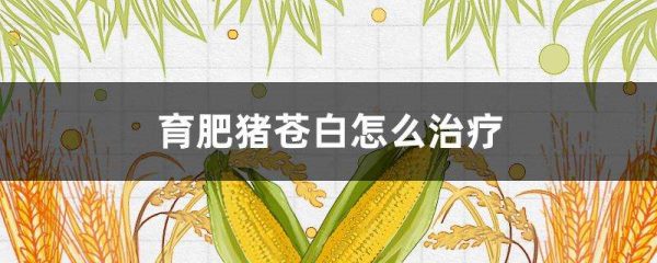 育肥猪苍白怎么治疗