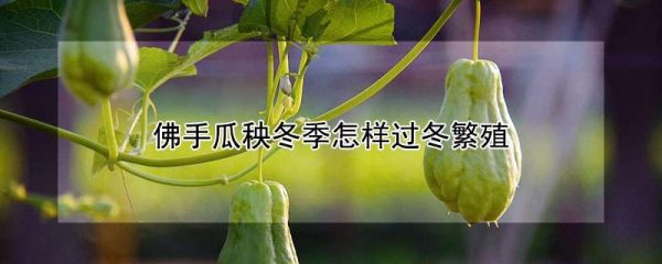 佛手瓜秧冬季怎样过冬繁殖