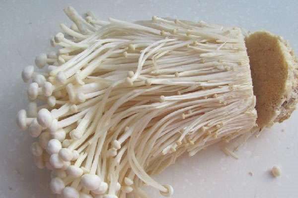 金针菇根怎么再生