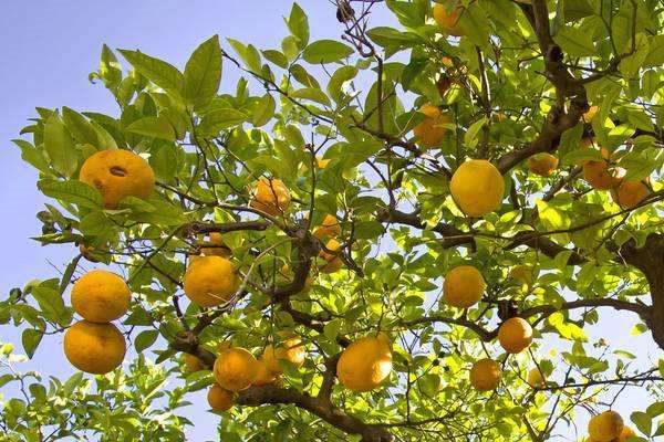 柠檬树的养殖方法和注意事项