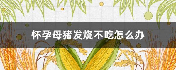 怀孕母猪发烧不吃怎么办？