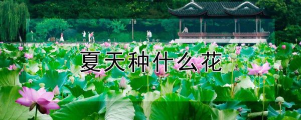 夏天种什么花