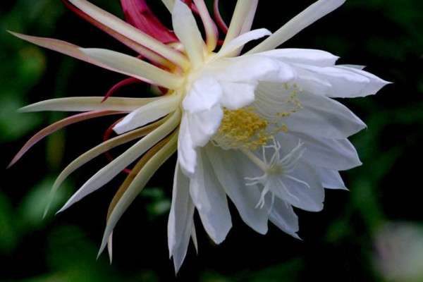 昙花什么时候开花