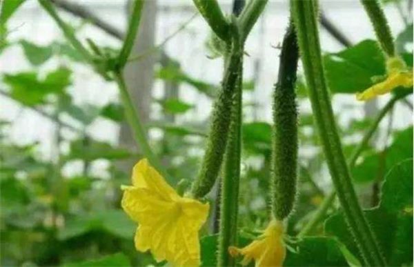 黄瓜的越冬管理多久？