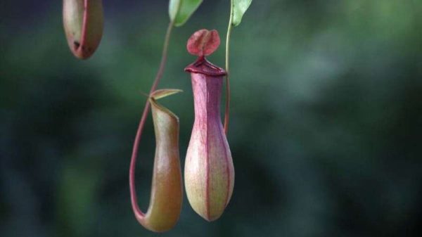 猪笼草怎么分雌雄