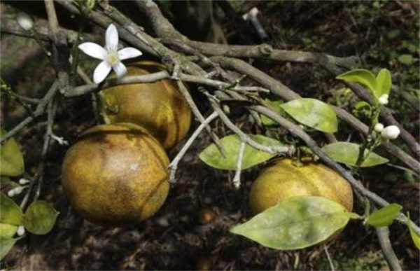 果树光腿是什么原因？