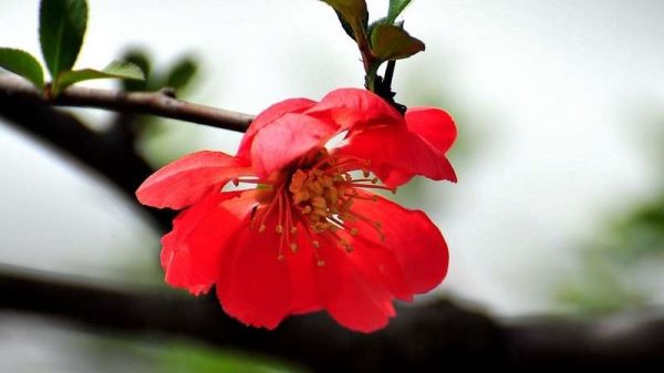 长寿海棠和长寿花区别？是什么？