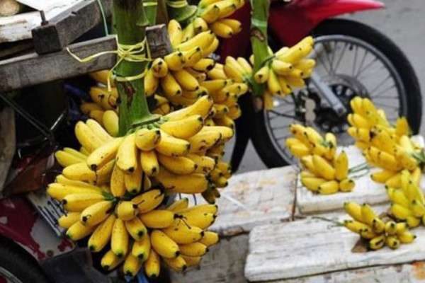 芭蕉和香蕉的区别？