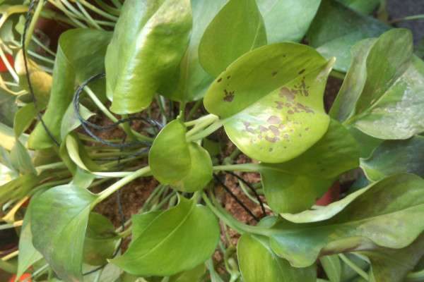 玫瑰糠用什么药