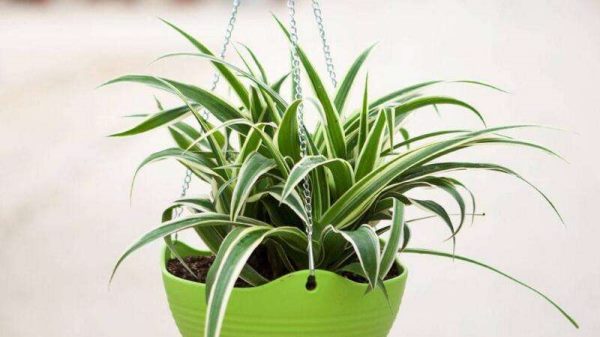 吊兰的作用