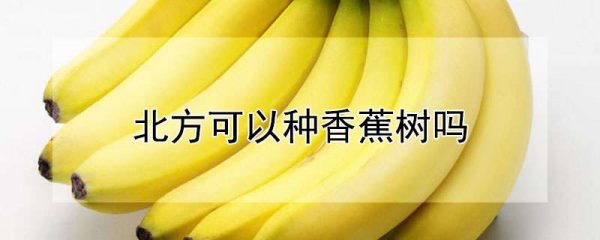 北方可以种香蕉树吗