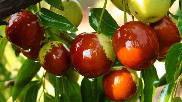 冬天成熟的水果有哪些？