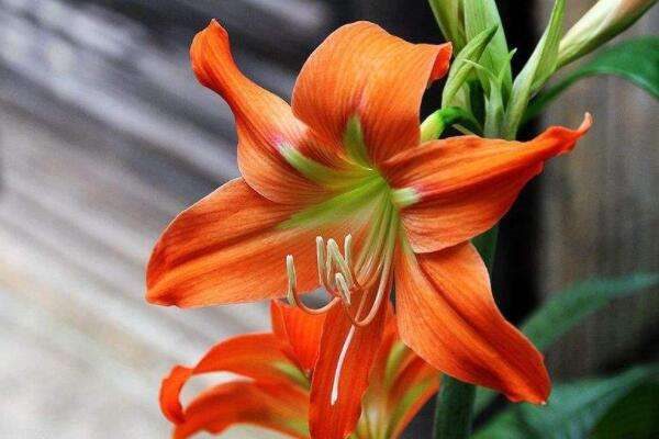 朱顶红小苗几年开花