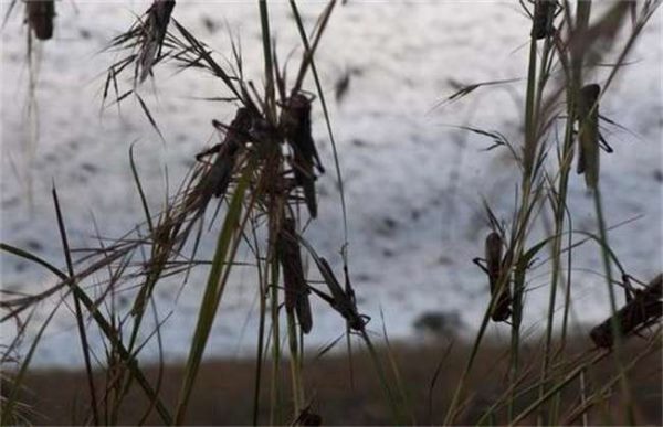 蝗灾怎么形成的