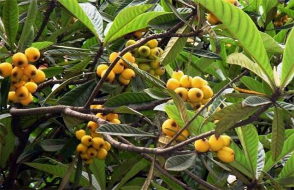 如何使枇杷多结果