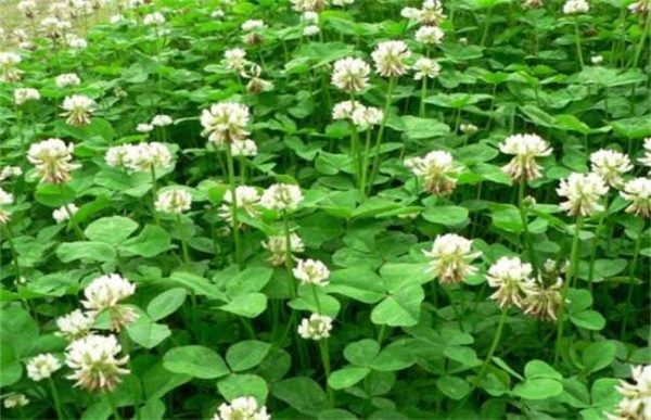 比较优质的几种牧草种植