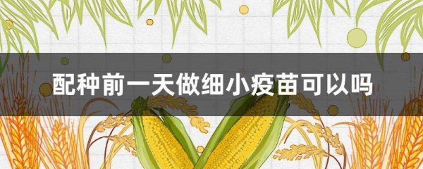 配种前一天做细小疫苗可以吗？