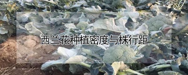 西兰花种植密度与株行距