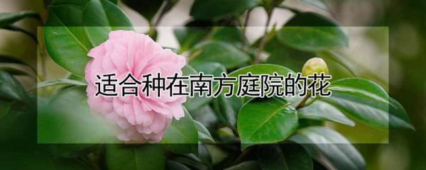 适合种在南方庭院的花