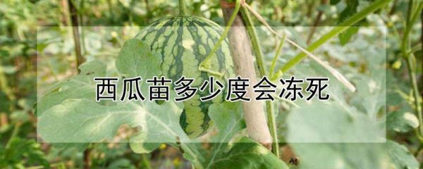 西瓜苗多少度会冻死