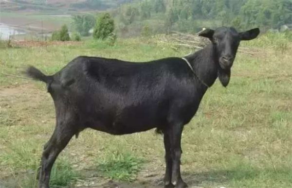 养30只黑山羊要多少钱