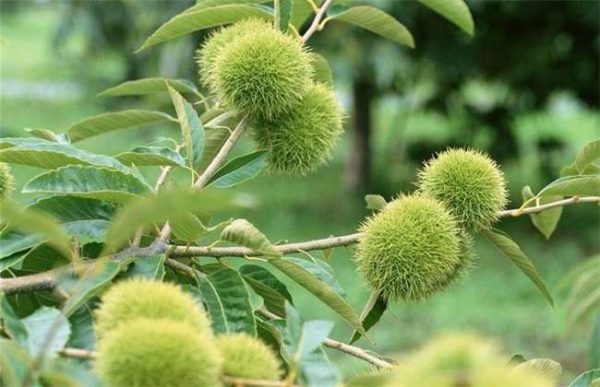 板栗的采收及贮藏多久？