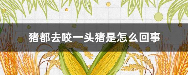 猪都去咬一头猪是怎么回事