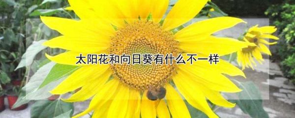 太阳花和向日葵有什么不一样
