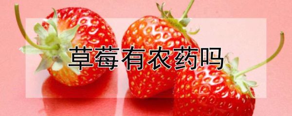 草莓有农药吗