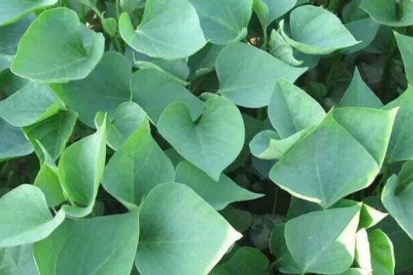 红薯苗叶子发黄怎么办