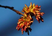 银缕梅属于什么植物