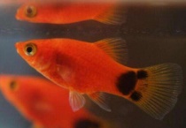 米奇鱼水温多少度合适