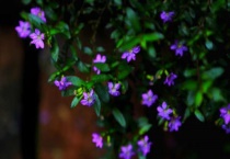 萼距花有毒吗？